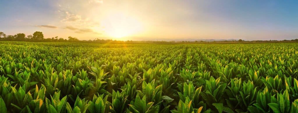 Tobacco Fields